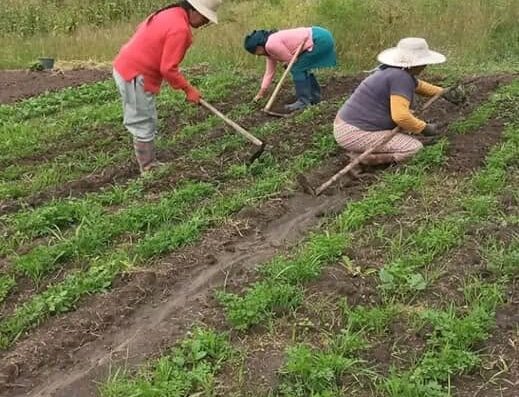 Donde comprar orgánico Donde comprar sano Busco agroecológico Busco orgánico.com
