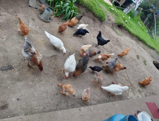 Donde comprar orgánico Donde comprar sano Busco agroecológico Busco orgánico.com