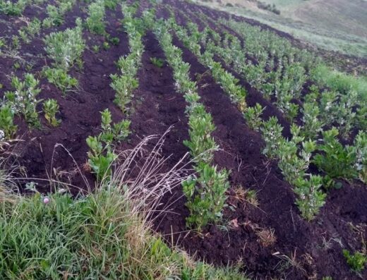 Donde comprar orgánico Donde comprar sano Busco agroecológico Busco orgánico.com