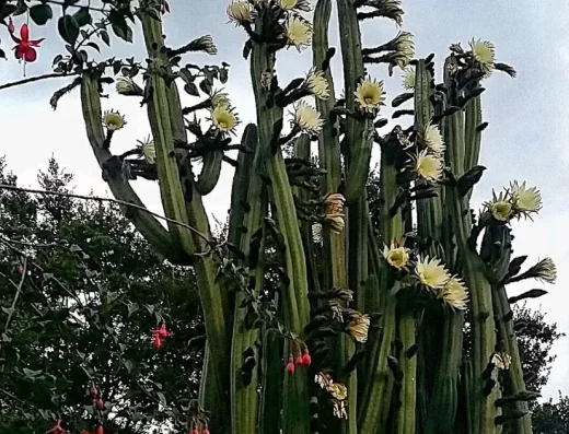 Donde comprar orgánico Donde comprar sano Busco agroecológico Busco orgánico.com