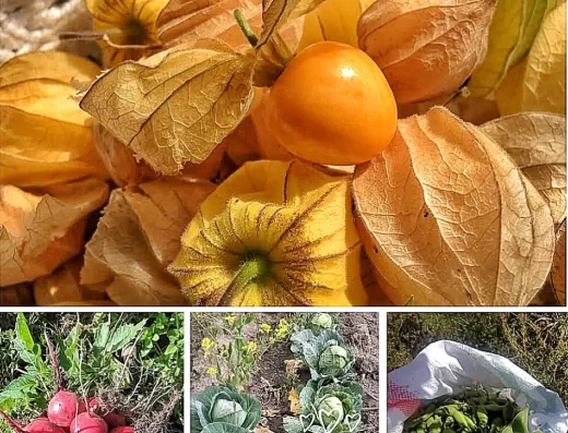 Donde comprar orgánico Donde comprar sano Busco agroecológico Busco orgánico.com