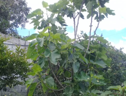 Donde comprar orgánico Donde comprar sano Busco agroecológico Busco orgánico