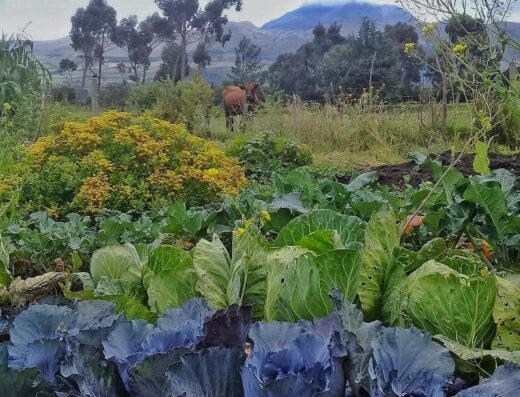 Donde comprar orgánico Donde comprar sano Busco agroecológico Busco orgánico.com