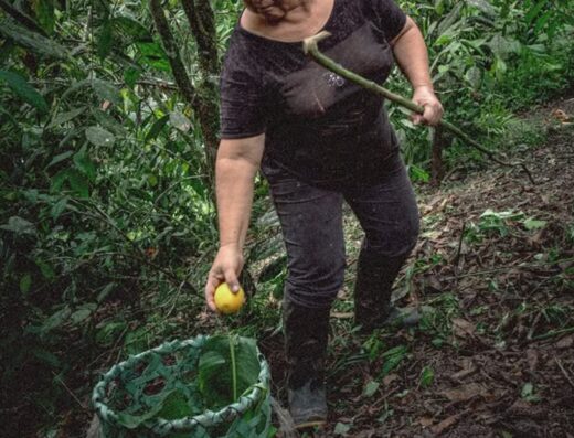 Donde comprar orgánico Donde comprar sano Busco agroecológico Busco orgánico.com